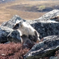 Arctic-Fox-and-Pups.-Wildlife-Monitoring-Surveys, Kivalliq, Nunavut