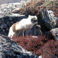 Arctic-Fox-with-Pup.-Wildlife-Monitoring-Surveys-Kivalliq, Nunavut