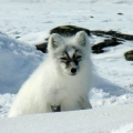 Arctic-Fox.-Wildlife-Monitoring-Surveys-Kivalliq, Nunavut