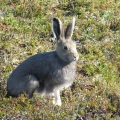 Arctic-Hare.-Wildlife-Monitoring-Surveys-Kivalliq