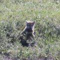 Arctic-Wolf-Pup-near-den.-Wildlife-Monitoring-Surveys-Kivalliq