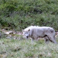 Arctic-Wolf-with-Pups.-Wildlife-Monitoring-Surveys-Kivalliq