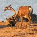 Caribou-Bull-in-August.-Wildlife-Monitoring-Surveys-Kivalliq