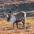 Caribou-Bull-in-September.-Wildlife-Baseline-Surveys-Meadowbank-Kivalliq