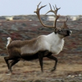 Caribou-Bull-in-September.-Wildlife-Baseline-Surveys-Meadowbank-Kivalliq
