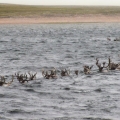 Caribou-Swimming-the-Thelon-River.-Wildlife-Monitoring-Surveys-Kivalliq