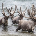 Caribou-in-Thelon-River.-Wildlife-Monitoring-Surveys-Kivalliq