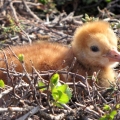 Sandhill Crane Chick. Breeding bird Surveys, Meadowbank, Kivalliq