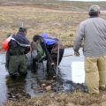 Fish Sampling - Meadowbank Baseline Survey (Custom)