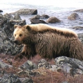 Grizzly-Bear-on-Tundra.-Wildlife-Monitoring-Surveys-Meadowbank-Kivalliq