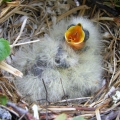 Horned-Lark-Chicks.-Breeding-bird-surveys-Meadowbank-Kivalliq