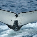 Humpback-Whale-diving.-Marine-Mammal-Surveys-in-the-Bering-Sea (Custom)