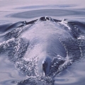 Humpback-Whale-in-Gulf-of-Alaska.-Marine-Mammal-Surveys (Custom)