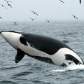 Killer-Whale-breaching.-Marine-Mammal-Surveys-in-the-Bering-Sea (Custom)