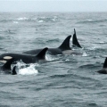 Killer-Whales.-Marine-Mammal-Surveys-in-the-Bering-Sea (Custom)