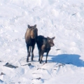 Moose-Cow-and-Calf.-Aerial-Wildlife-Surveys-Kitikmeot (Custom)