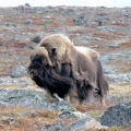 Muskox-Bull.-Wildlife-Monitoring-Surveys-Meadowbank-Kivalliq