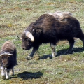 Muskox-Cow-and-Calf.-Wildlife-Monitoring-Surveys-Meadowbank-Kivalliq