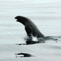 Northern-Fur-Seal.-Marine-Mammal-Surveys-in-the-Bering-Sea (Custom)