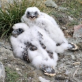 Peregrine-Falcon-Chicks.-Raptor-Nest-Surveys-Kivalliq