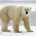 Polar-Bear-Churchill-Manitoba