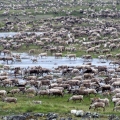 Post-calving Caribou Aggregations. Wildlife Monitoring Surveys, Kivalliq