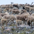 Post-calving Caribou Aggregations. Wildlife Monitoring Surveys, Kivalliq