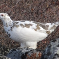Rock-Ptarmigan-in-September.-Wildlife-Monitoring-Surveys-Turqavik-Aberdeen-Kivalliq