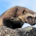 Wolverine-on-tundra.-Wildlife-Monitoring-Surveys-Kivalliq (Custom)