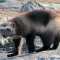 Wolverine-on-tundra.-Wildlife-Monitoring-Surveys-Kivalliq (Custom)