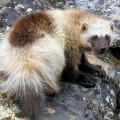 Young-Male-Wolverine-at-rendezvous-den-Kivalliq (Custom)