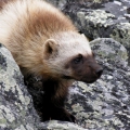 Young-Wolverine-at-rendezvous-den.-Wildlife-Monitoring-Surveys-Meadowbank-Kivalliq