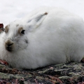 Arctic-Hare.-Wildlife-Monitoring-Surveys-Kivalliq