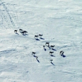 Caribou-Cows_Dolphin-Union-Herd.-Wildlife-Baseline-Surveys-Kitikmeot