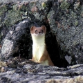 Ermine-on-Tundra.-Wildlife-Monitoring-Surveys-Meadowbank-Kivalliq