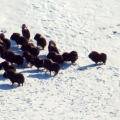 Muskoxen.-Wildlife-Baseline-Surveys-Kivalliq