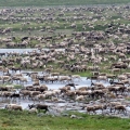 Post-calving Caribou Aggregations. Wildlife Monitoring Surveys, Kivalliq