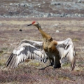 Displaying Sandhill Crane