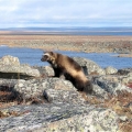 Wolverine-on-tundra.-Wildlife-Monitoring-Surveys-Kivalliq (Custom)